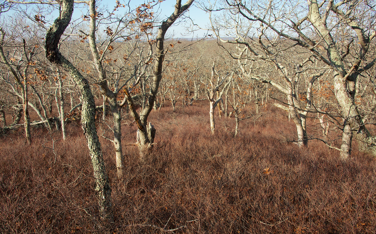 Cape Higgon - Ancient Woods and stone wall