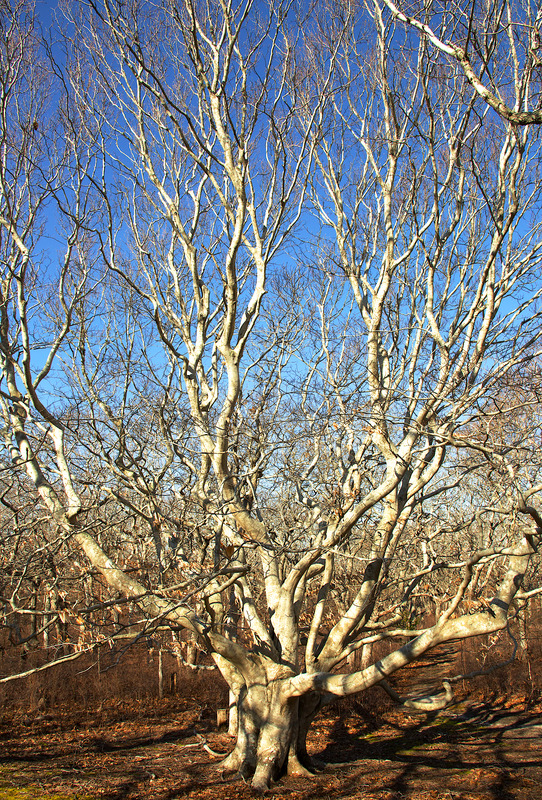 Cape Higgon - Beech tree