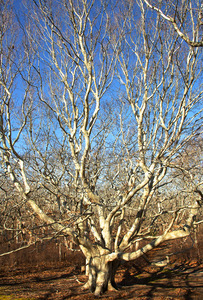 Cape Higgon - Beech tree