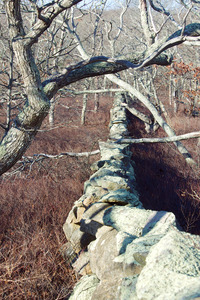 Cape Higgon - Stonewall and Ancient Woods