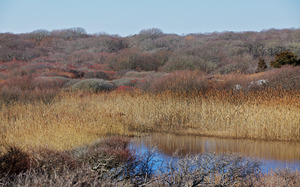 Chilmark Pond and Marsh