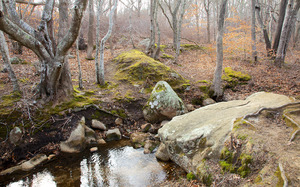 Fulling Mill Brook - Dam