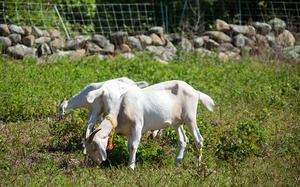 Goats at Fulling Mill Brook