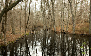 Great Rock Bight - Lime Pond