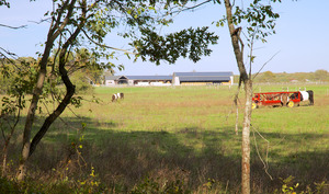 Grey Barn Farm - Cows