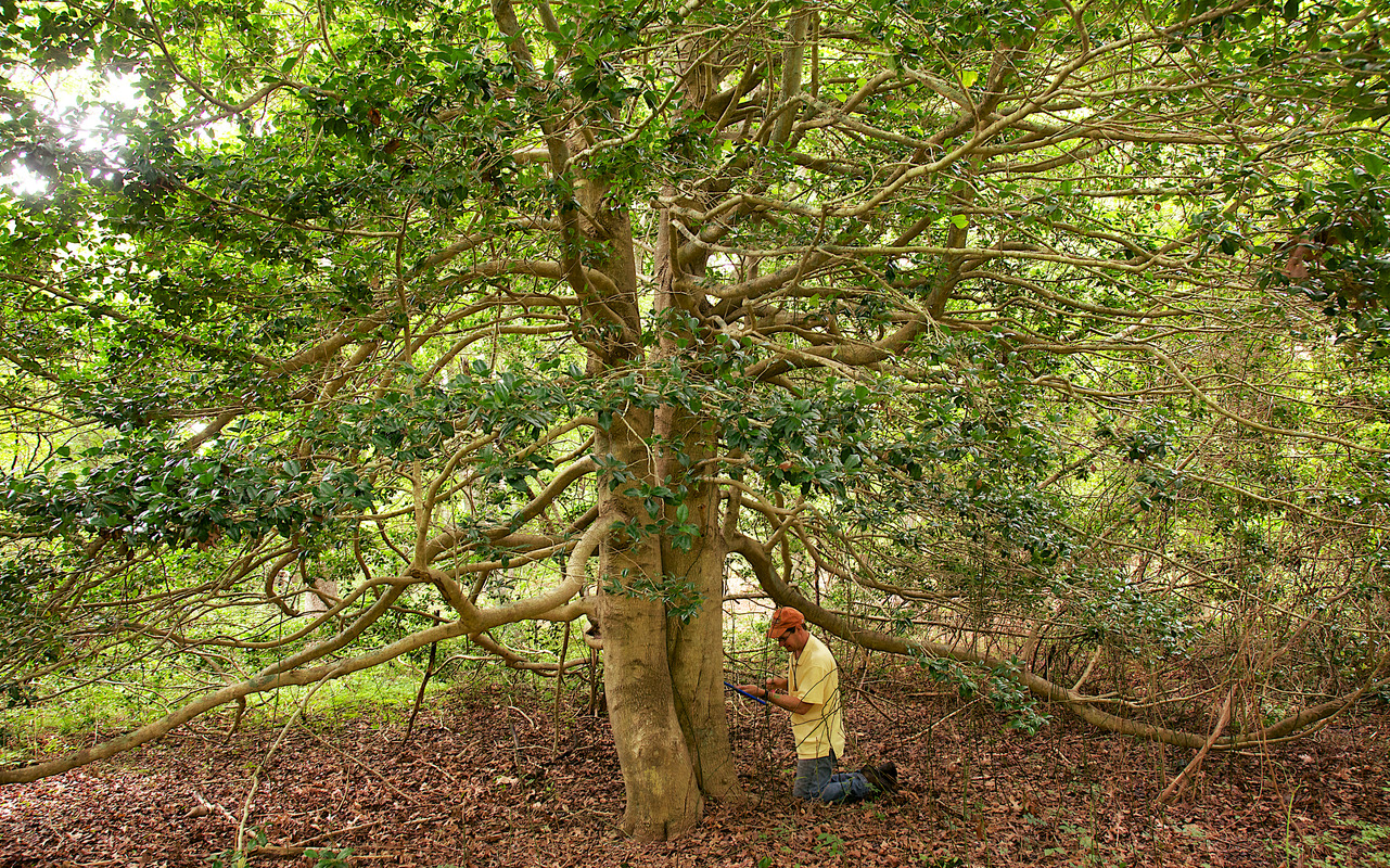 Tree Coring- Holly