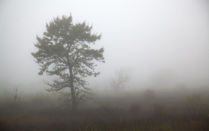 Priscilla Hancock Reserve - Foggy View