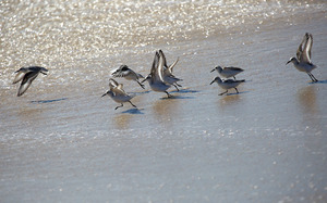 Quansoo Beach - Sandpipers