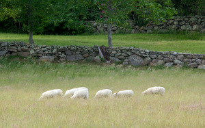 Tea Lane Farm - Sheep