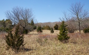 Tea Lane Farm - Succession - Red Cedar