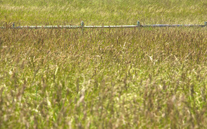 Town Farm - Hay Field