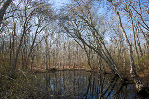 Vernal Pool off Old Woods Road