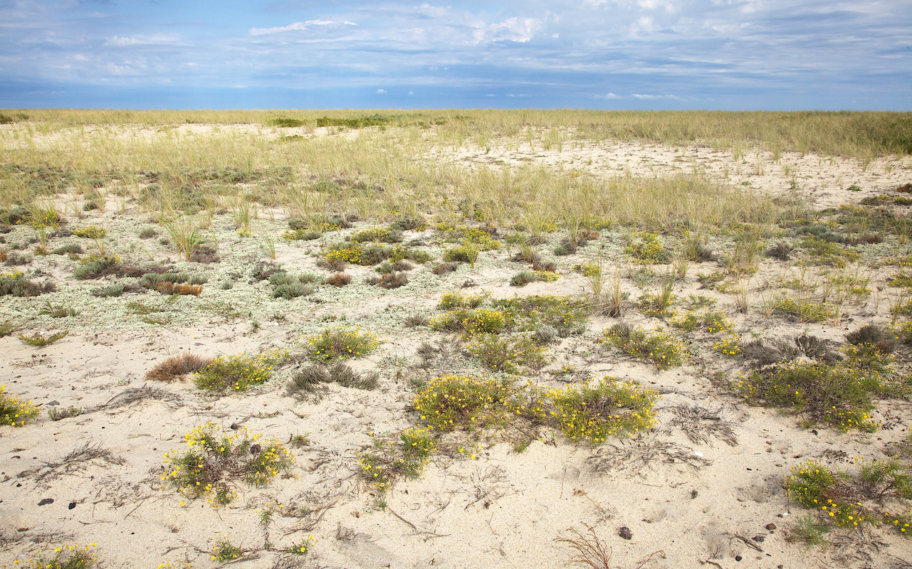 Cape Poge - Grassland