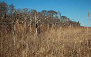 Dead Trees along Pimpneymouse Marsh