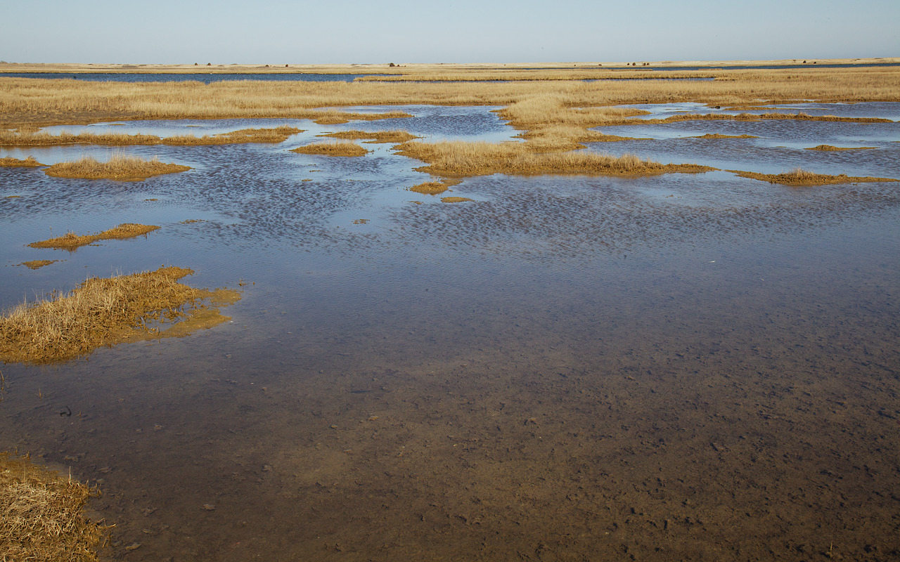 Poucha Pond Marshes - Digital Commonwealth