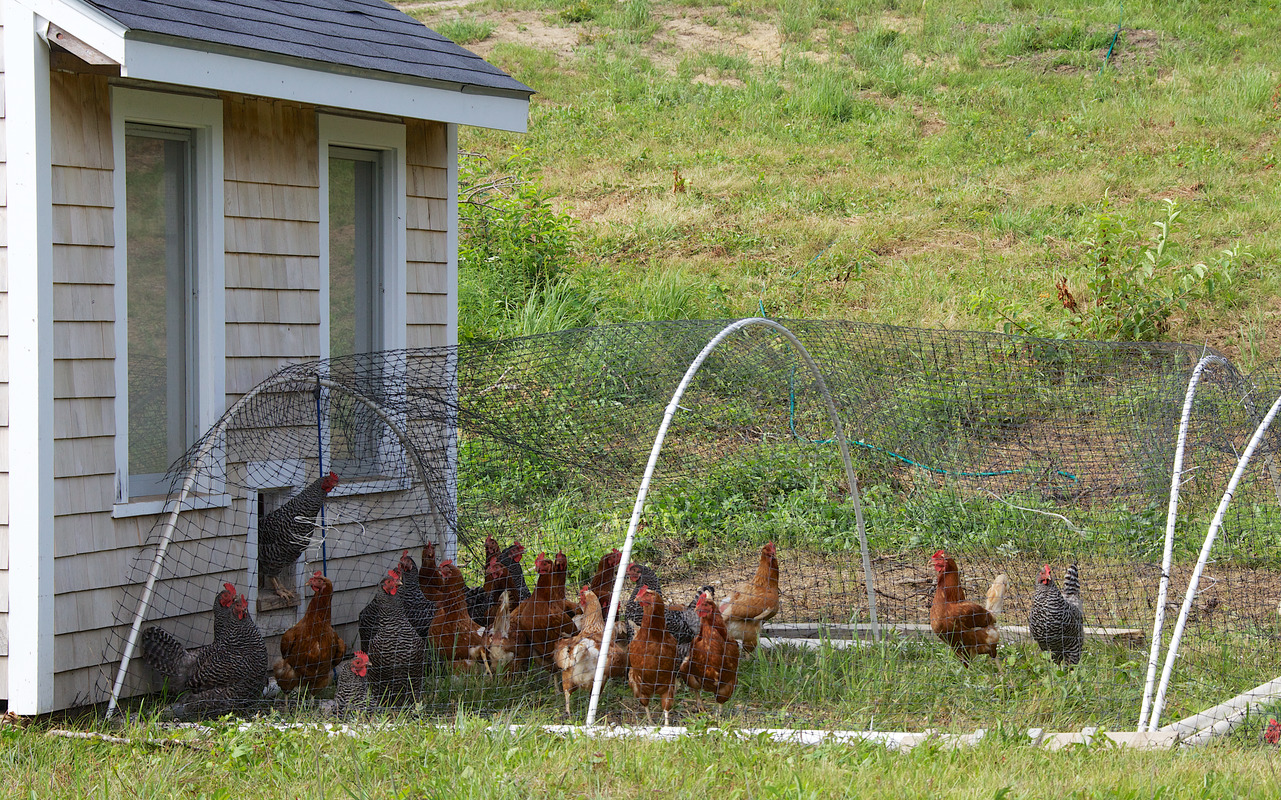 Slip Away Farm Chickens Digital Commonwealth