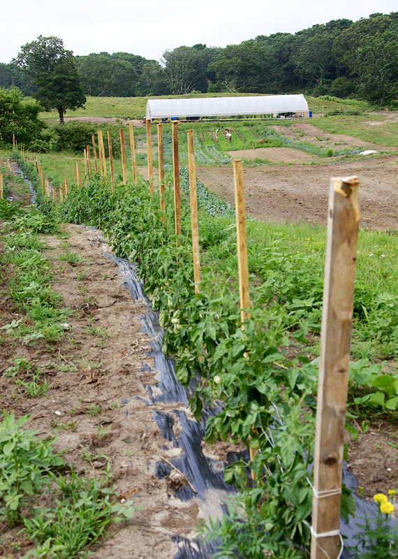 Slip Away Farm Crops Digital Commonwealth