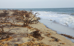 Wasque beach - washed up trees