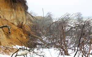 Wasque - Oaks eroding off bluff