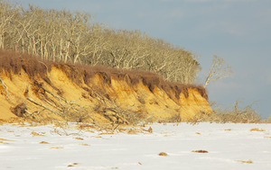 Wasque - Oaks eroding off bluff