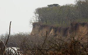 Wasque - Oaks eroding off bluff