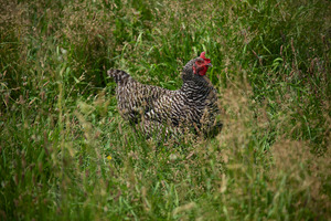 Katama Farm chicken