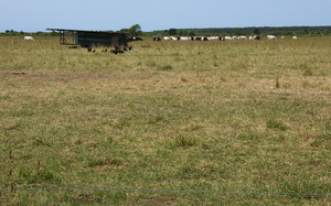 Katama Farm cow and chickens grazing at The Farm Institute