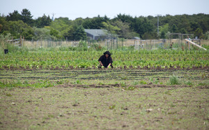 Katama Farm - The Farm Institute