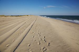 Herring Creek Farm - South Beach tire tracks