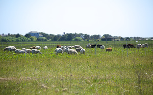 Katama Farm - The Farm Institute - Sheep