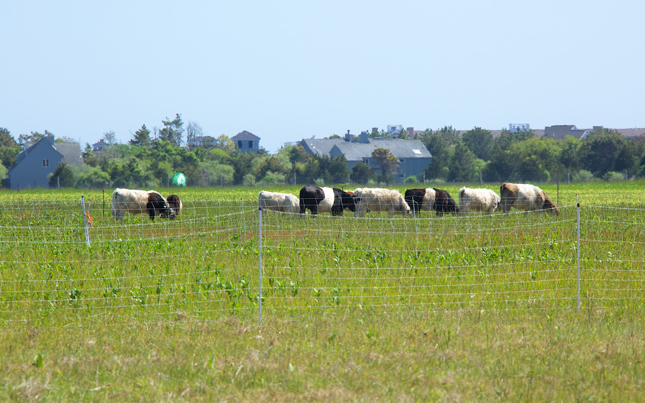 Katama Farm - The Farm Institute cows