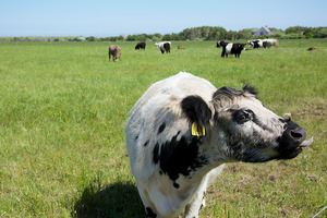 Katama Farm - The Farm Institute - cows