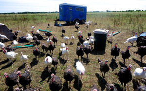 Katama Farm - The Farm Institute - turkeys