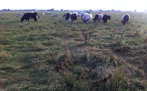 Katama Farm - The Farm Institute - cows