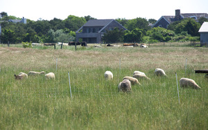 Katama Farm - The Farm Institute - sheep