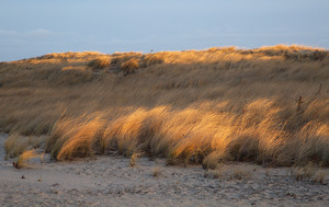 Watcha Pond - Barrier Dune