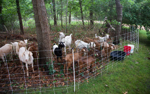 Your Backyard Farm - Becky Brown - Goats