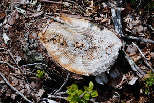 Cut Spruce - Plantation Restoration