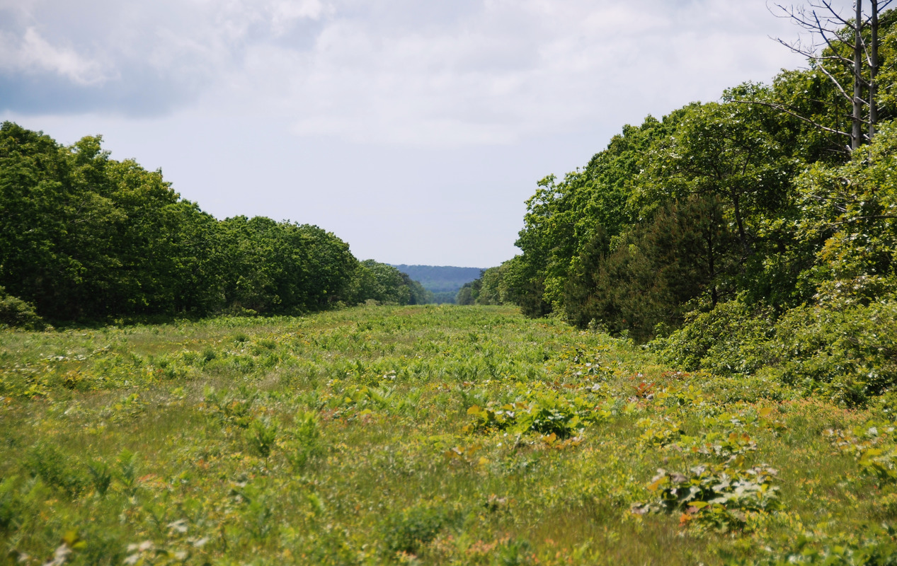 Fire Lane - View to West Tisbury Moraine - Dead Oaks on Ridge