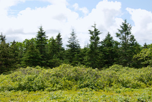 Young Spruce Plantation