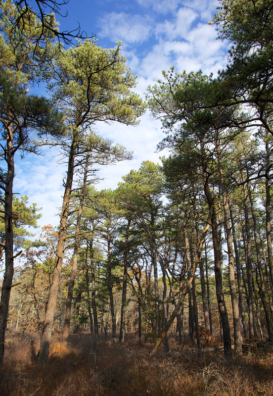 Manuel F. Correllus State Forest Pitch Pine Digital Commonwealth