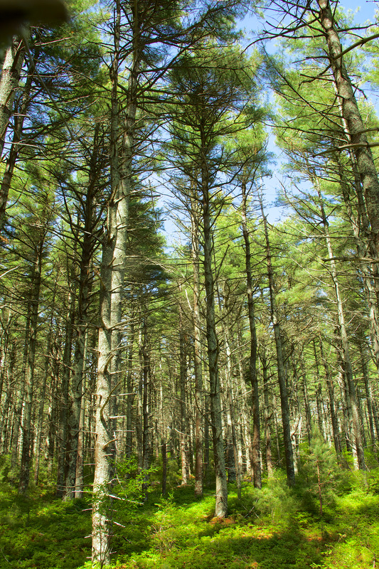 Manuel F. Correllus State Forest - White Pine Plantation - Digital ...