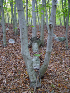 Naushon - Blown down and resprouted beech
