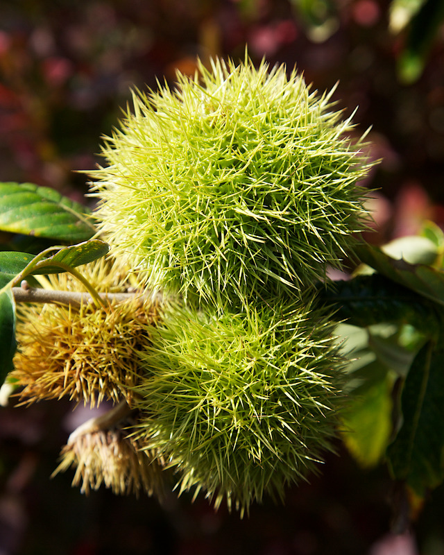 Chestnuts at Mermaid Farm