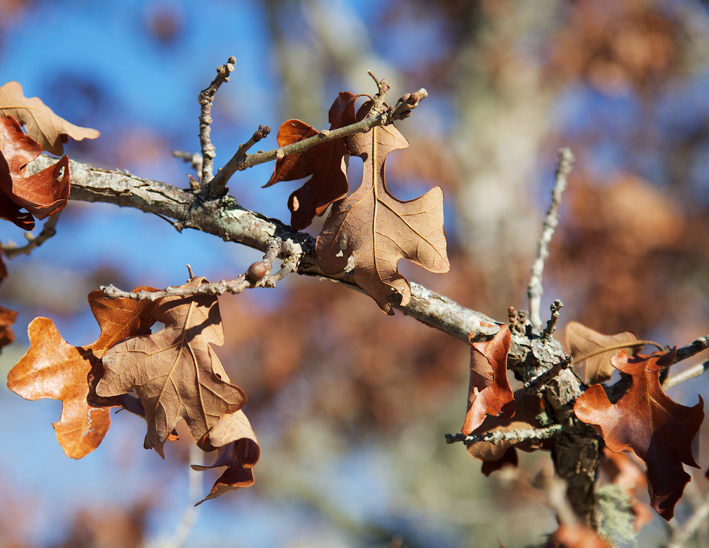 Post Oak