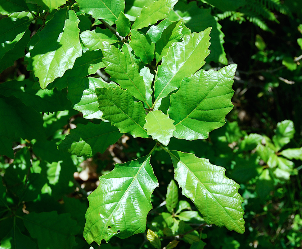 Scrub Oak Digital Commonwealth