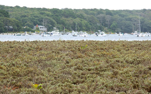 Tashmoo - Heathland - Hudsonia