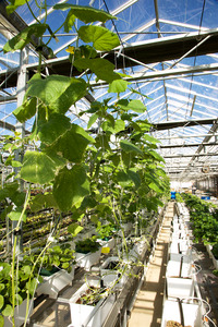 Thimble Farm - Greenhouse