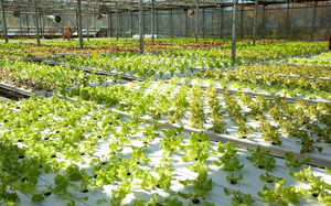 Thimble Farm - Greenhouse plants