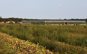 Thimble Farm - Greenhouses - Goodale operation in distance